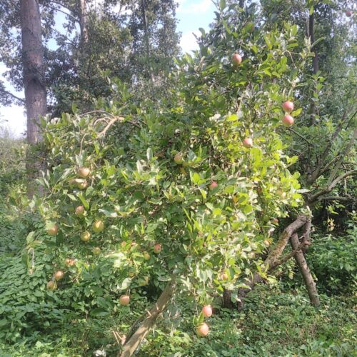 appelboom in open bos